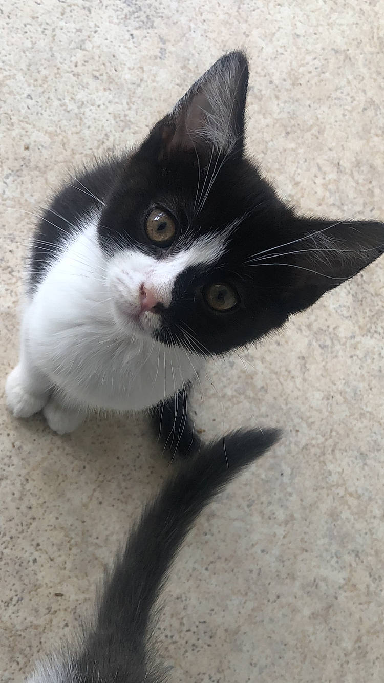 Dior a rejoint le concours — aidez-le/la à gagner de superbes lots ! black_cat, carnivore, cat, claw, comfort, domestic_short_haired_cat, eye, felidae, foot, fur, head, iris, leg, paw, small_to_medium_sized_cats, snout, tail, terrestrial_animal, whiskers