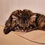 Rocket participe au concours pour gagner de l'argent avec cette photo : cat, tabby, sleeping, fluffy, feline, pet, indoor, couch, beige, relaxing, whiskers, ears, paw, fur, closeup, domestic_animal, cozy, resting, animal, cute