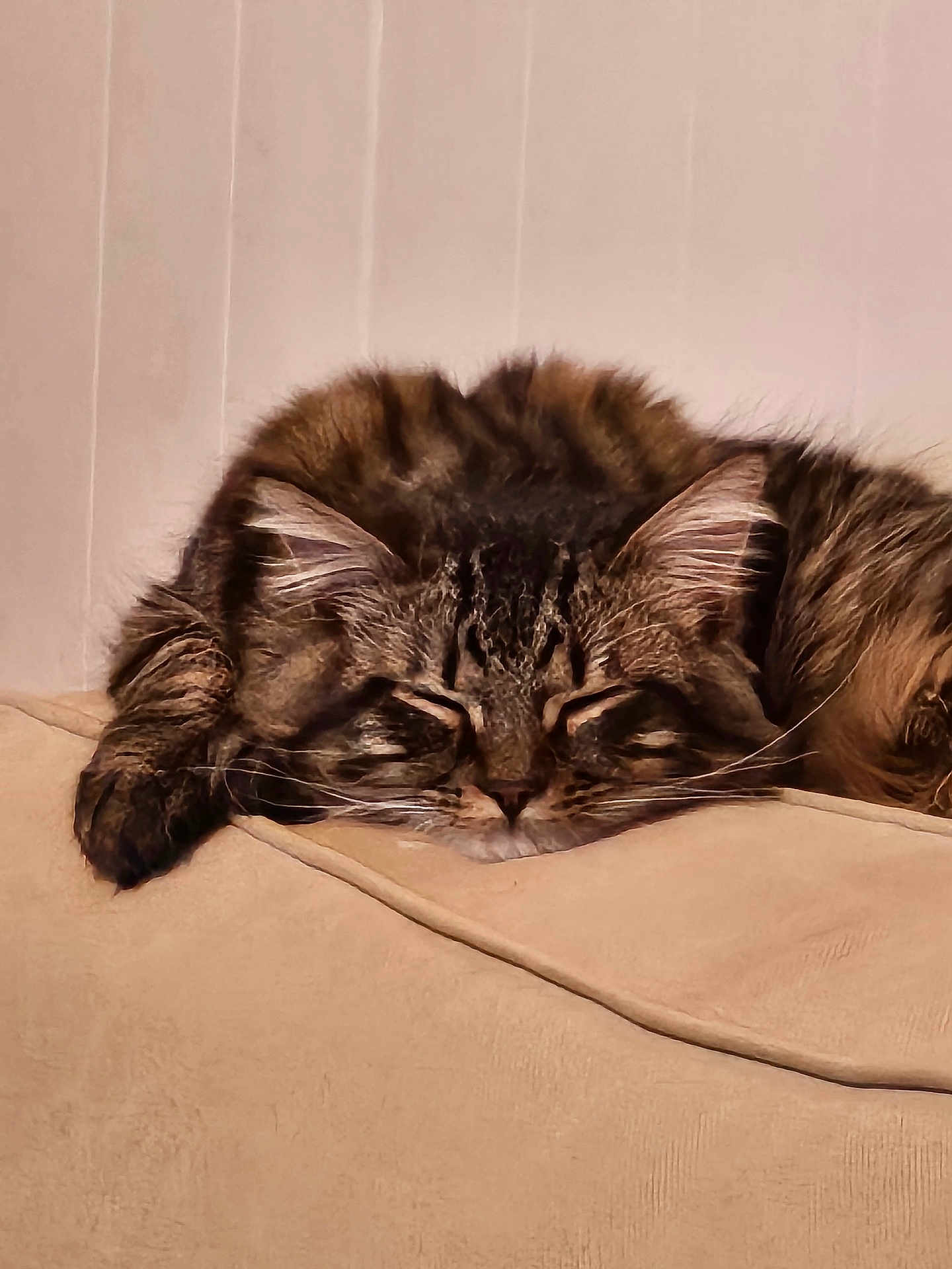 Rocket participe au concours pour gagner de l'argent avec cette photo : cat, tabby, sleeping, fluffy, feline, pet, indoor, couch, beige, relaxing, whiskers, ears, paw, fur, closeup, domestic_animal, cozy, resting, animal, cute