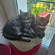 Groot Et Rocket a rejoint le concours — aidez-le/la à gagner de superbes lots ! animal, architecture, balcony, building, cat, chair, cushion, door, furniture, homedecor, house, housing, indoors, kitten, manx, pet, plant, porch, pottedplant, railing