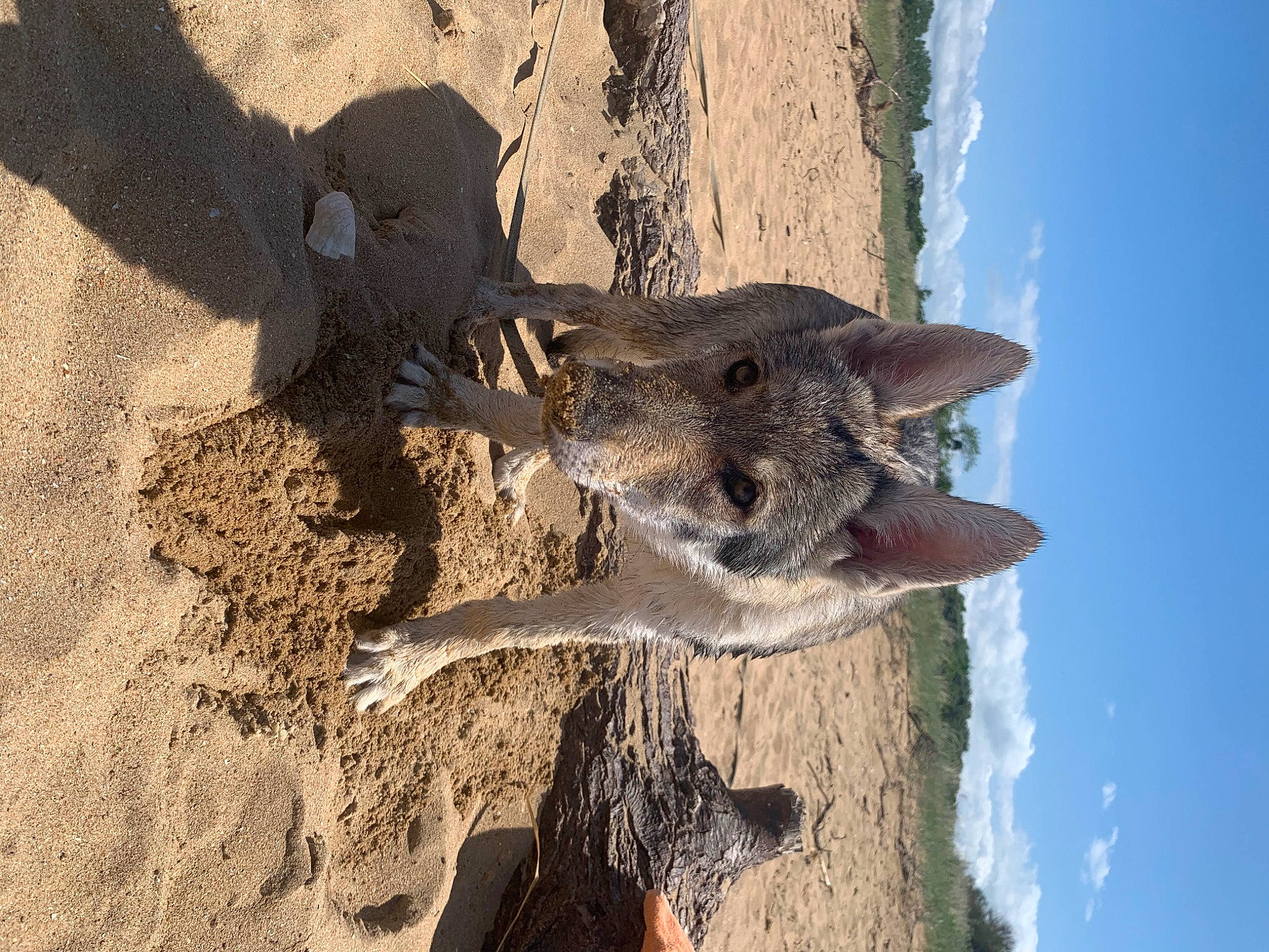 Tender Shadow a rejoint le concours — aidez-le/la à gagner de superbes lots ! beach, canidae, carnivore, cloud, dog, dog_breed, fun, landscape, sand, sky, snout, soil, sporting_group, tree, trunk, water, wildlife, wood