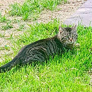 Abby is registered to the contest to win money with this photo: animal, cat, daylight, ears, eyes, feline, grass, greenery, ground, mammal, nature, outdoor, pet, resting, serious_expression, stone_path, tabby, tail, whiskers, wildlife