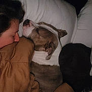 Ginger joined the competition — help win amazing prizes! animal, bed, blanket, brown, comfort, companion, cozy, dark, dog, face, fur, indoor, peaceful, person, pillow, quiet, resting, sleeping, snuggling, white