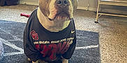 Ginger is registered to the contest to win money with this photo: animal, architecture, box, boxer, building, bulldog, canine, clothing, dog, frenchbulldog, furniture, gun, indoors, interiordesign, livingroom, pet, pitbull, puppy, room, weapon