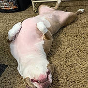 Ginger joined the competition — help win amazing prizes! animal, brown_fur, canine, carpet, cute, dog, domestic, floor, happy, indoor, lying_down, paws_up, pet_crate, pink_belly, relaxed, resting, smiling, table, teeth, white_fur