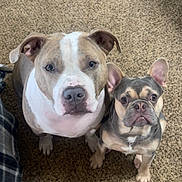 Ginger joined the competition — help win amazing prizes! dog, pets, animal, canine, carpet, indoor, two_dogs, brown, gray, white, cute, looking_up, ears, face, fur, companion, friendly, sitting, domestic, adorable