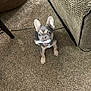 Auggie joined the competition — help win amazing prizes! animal, brown_carpet, carpet, chair_leg, chew_toy, companion, couch, cute, dog, domestic, ears, floor, french_bulldog, indoor, looking_up, pet, playful, puppy, small_dog, toy