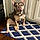 Auggie
