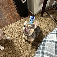 Auggie joined the competition — help win amazing prizes! animal, attentive, beige, brown, carpet, companion, curious, cute, dog, domestic, floor, french_bulldog, indoor, party_hat, pet, plaid_blanket, sitting, small_dog, trash_bin, wood_floor