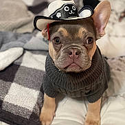Auggie is registered to the contest to win money with this photo: animal, bed, blanket, clothing, cowboy_hat, cozy, cute, dog, ears, face, french_bulldog, fur, hat, indoors, looking_at_camera, pet, portrait, puppy, small_dog, sweater