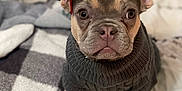 Auggie is registered to the contest to win money with this photo: animal, bed, blanket, clothing, cowboy_hat, cozy, cute, dog, ears, face, french_bulldog, fur, hat, indoors, looking_at_camera, pet, portrait, puppy, small_dog, sweater