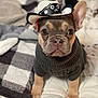 animal, bed, blanket, clothing, cowboy_hat, cozy, cute, dog, ears, face, french_bulldog, fur, hat, indoors, looking_at_camera, pet, portrait, puppy, small_dog, sweater