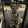 Auggie joined the competition — help win amazing prizes! animal, brown_dog, carpet, companion, cute, dog, ears_up, floor, furniture, gray_dog, home, indoor, looking_up, metal_table, nose, paw, pet, relaxed, sitting, two_dogs