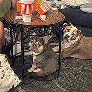 Auggie joined the competition — help win amazing prizes! blanket, brown, carpet, casual, couch, dog, drink, food, french_bulldog, fries, gray, indoor, living_room, person, pet, pillow, pitbull, relaxed, seated, table