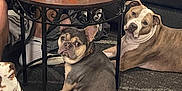 Auggie joined the competition — help win amazing prizes! blanket, brown, carpet, casual, couch, dog, drink, food, french_bulldog, fries, gray, indoor, living_room, person, pet, pillow, pitbull, relaxed, seated, table