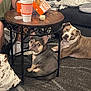 Auggie joined the competition — help win amazing prizes! blanket, brown, carpet, casual, couch, dog, drink, food, french_bulldog, fries, gray, indoor, living_room, person, pet, pillow, pitbull, relaxed, seated, table