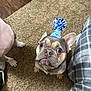 french_bulldog, puppy, dog, party_hat, blue, pom_pom, carpet, plaid_blanket, indoor, pet, cute, small_dog, brown, tan, ears, sitting, looking_up, animal, companion, celebration