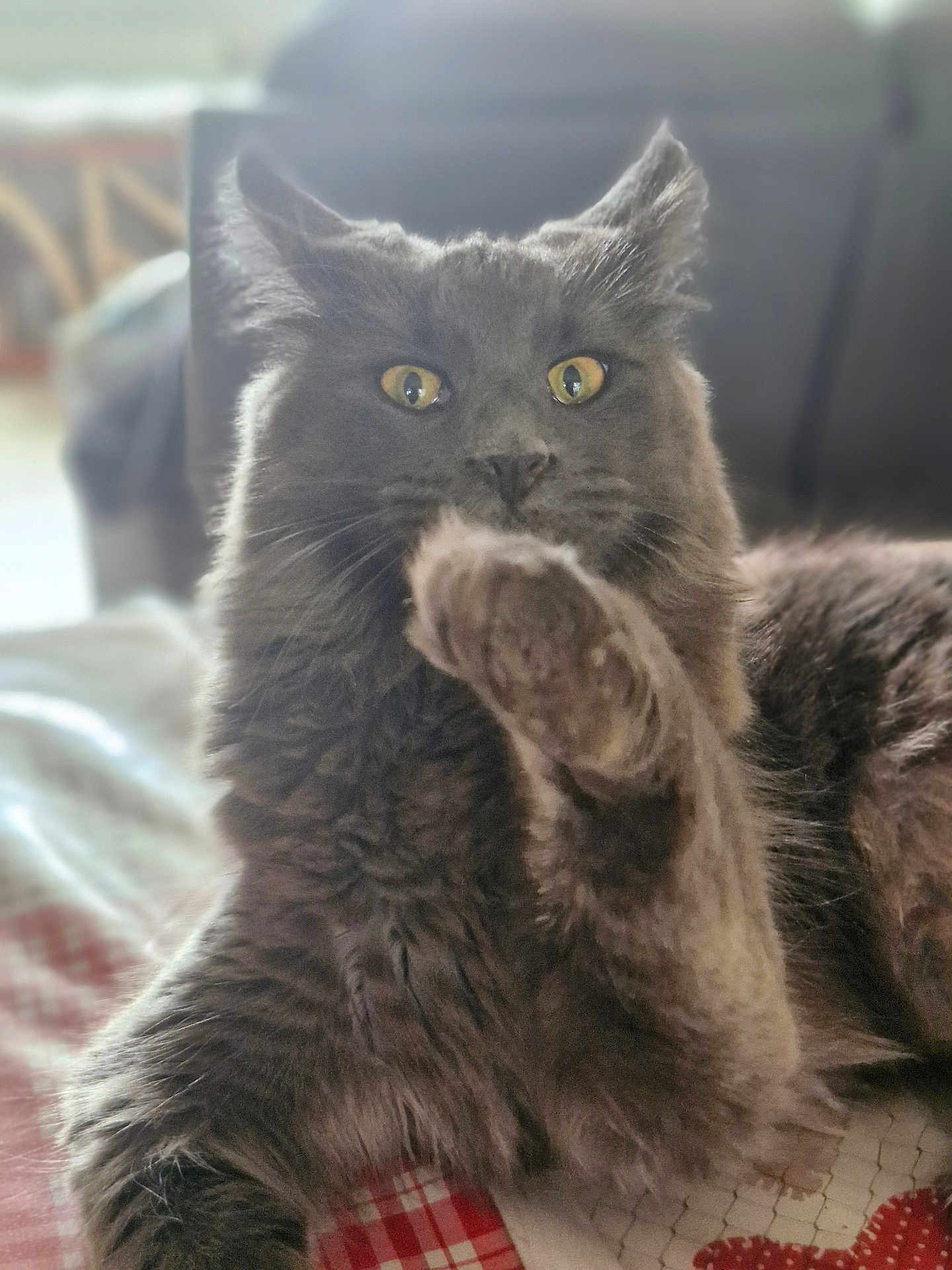 Zara participe au concours pour gagner de l'argent avec cette photo : cat, gray_cat, fluffy, paw, yellow_eyes, indoor, pet, feline, resting, fur, whiskers, close_up, blanket, patterned, domestic_animal, cute, animal, relaxed, portrait, mammal