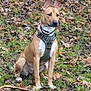 dog, animal, outdoor, leaves, grass, autumn, pet, canine, brown, white, harness, sitting, alert, nature, ears, muzzle, fur, park, forest_floor, daytime