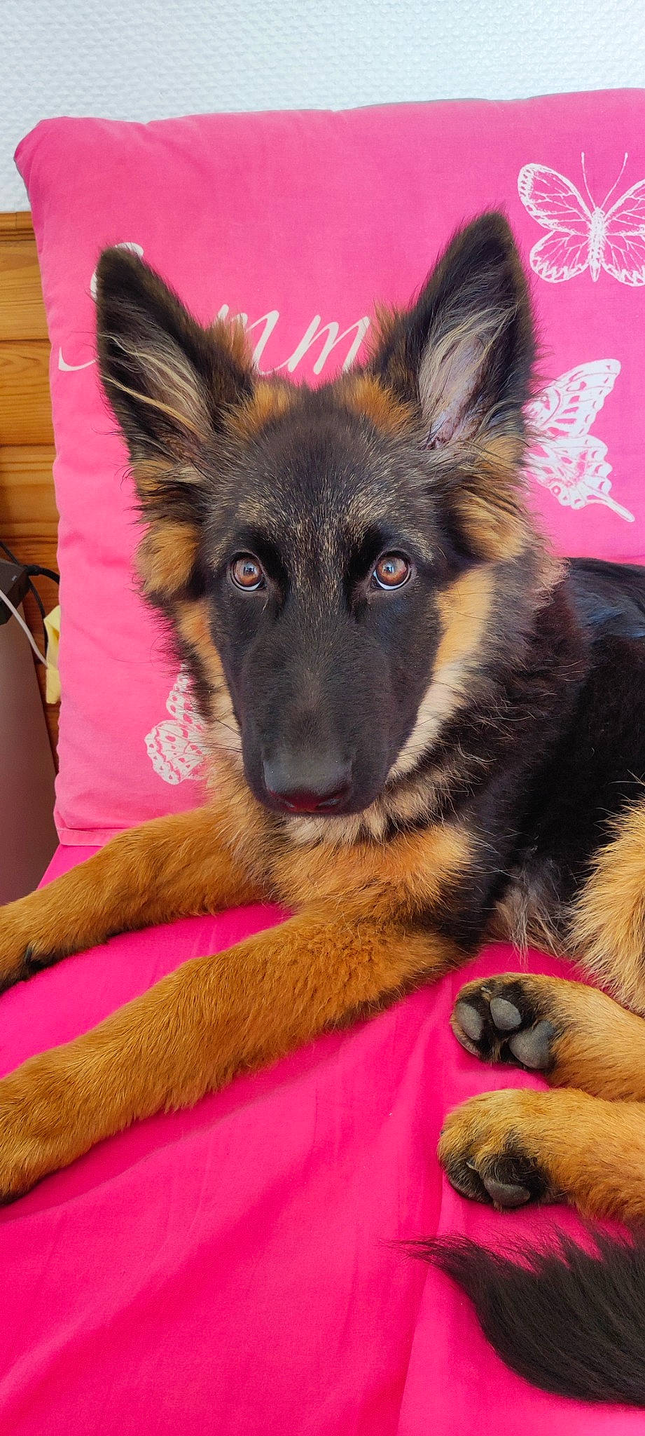 Tashka a rejoint le concours — aidez-le/la à gagner de superbes lots ! canidae, carnivore, companion_dog, dog, dog_breed, dog_supply, east_european_shepherd, fawn, fur, german_shepherd_dog, herding_dog, king_shepherd, old_german_shepherd_dog, photography, snout, sporting_group, working_animal, working_dog