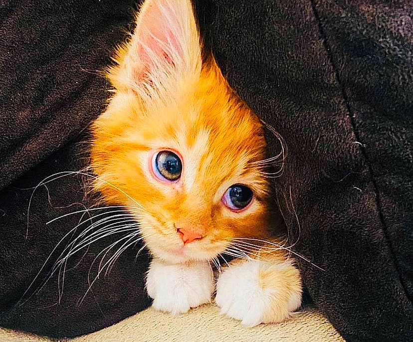 Humphrey joined the competition — help win amazing prizes! carnivore, cat, claw, domestic_short_haired_cat, electric_blue, eye, fawn, felidae, foot, fur, hair, head, iris, paw, sleeve, small_to_medium_sized_cats, snout, tail, whiskers, wildlife