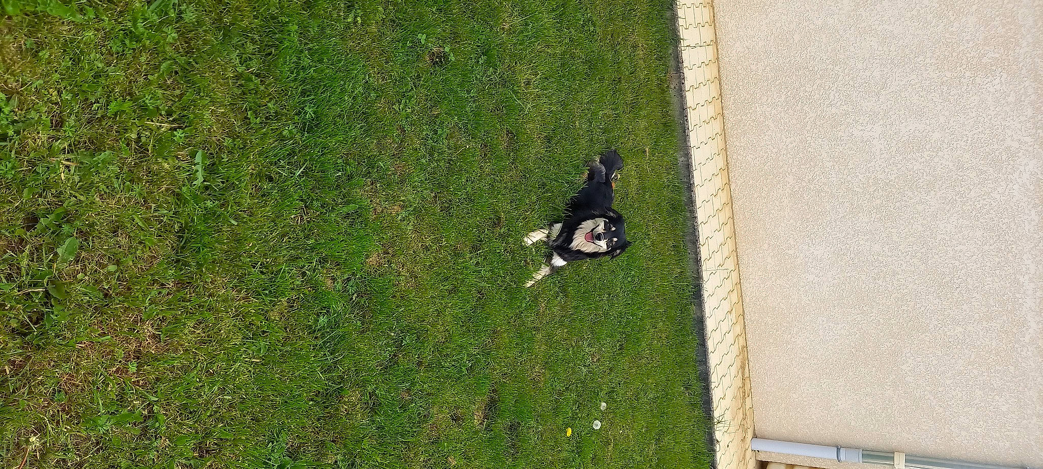 Shiva a rejoint le concours — aidez-le/la à gagner de superbes lots ! artificial_turf, carnivore, dog_breed, flooring, garden, grass, grass_family, grassland, groundcover, landscape, lawn, pasture, people_in_nature, plant, recreation, shadow, shrub, sporting_group, tail, tree