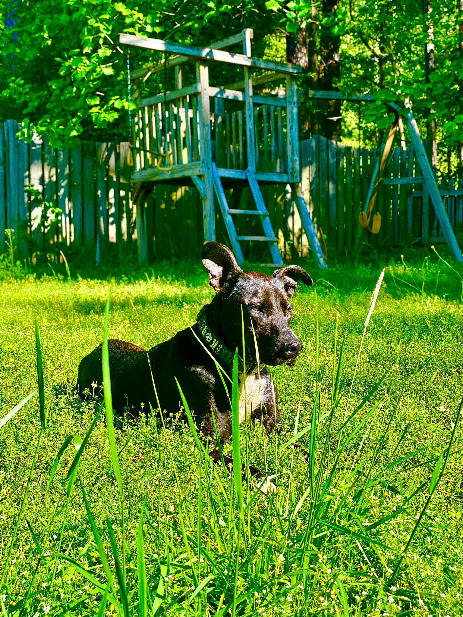 Chase joined the competition — help win amazing prizes! canidae, carnivore, dog, dog_breed, fawn, grass, grass_family, green, lawn, mammal, okapi, plant, vertebrate