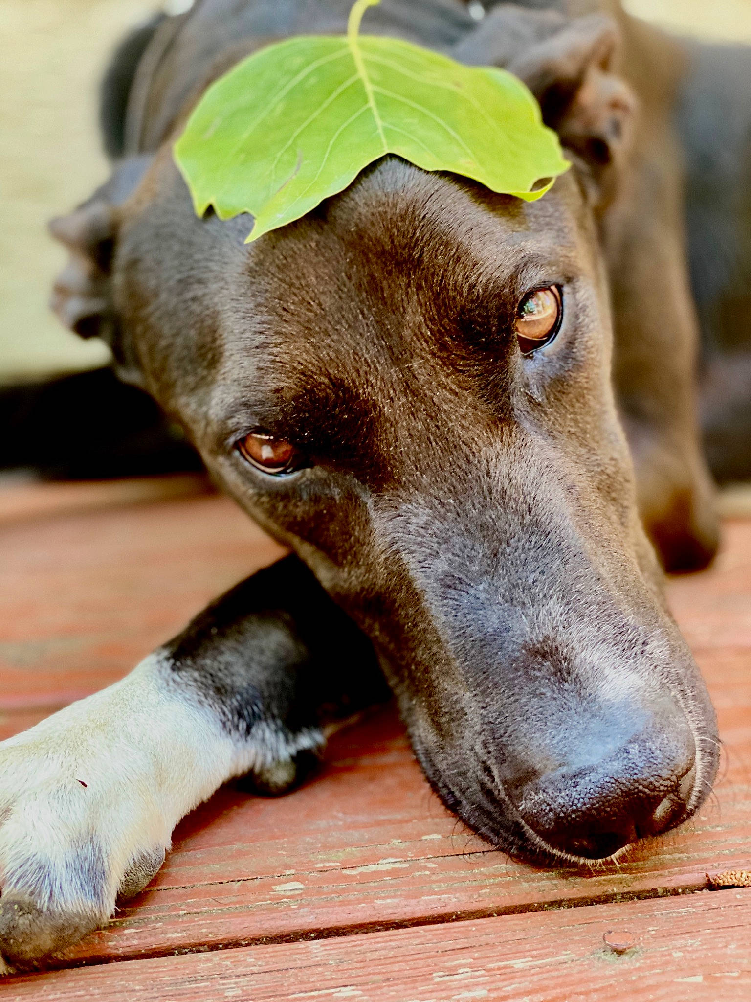 Chase is registered to the contest to win money with this photo: azawakh, canidae, carnivore, dog, dog_breed, fawn, galgo_espanol, greyhound, hortaya_borzaya, ibizan_hound, italian_greyhound, magyar_agar, mammal, nose, plant, polish_greyhound, sighthound, snout, sporting_group, whiskers