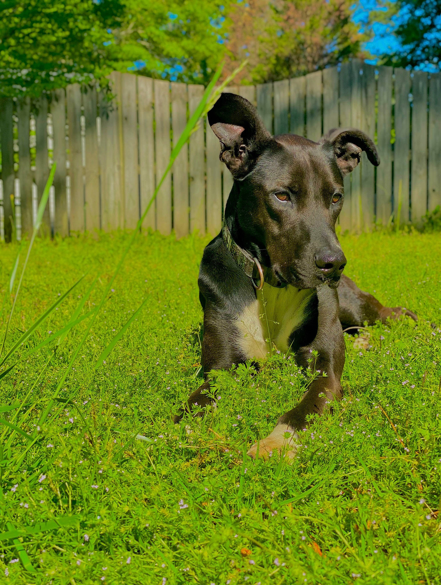 Chase is registered to the contest to win money with this photo: canidae, carnivore, dog, dog_breed, galgo_espanol, grass, green, greyhound, hortaya_borzaya, italian_greyhound, lawn, lurcher, magyar_agar, mammal, plant, polish_greyhound, sighthound, snout, vertebrate, whippet