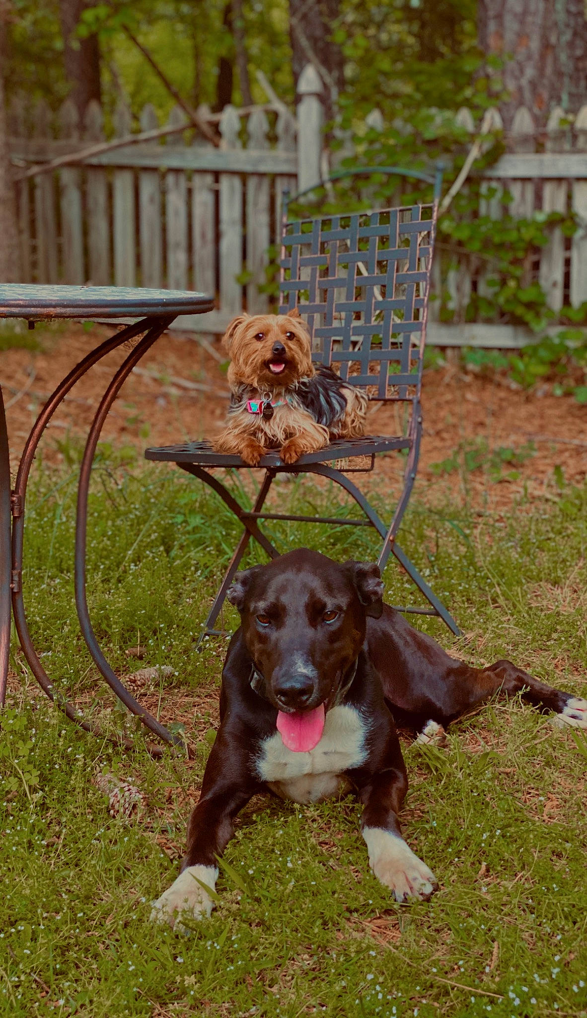 Samaria is registered to the contest to win money with this photo: canidae, carnivore, dog, dog_breed, hunting_dog, liver, mammal, sporting_group