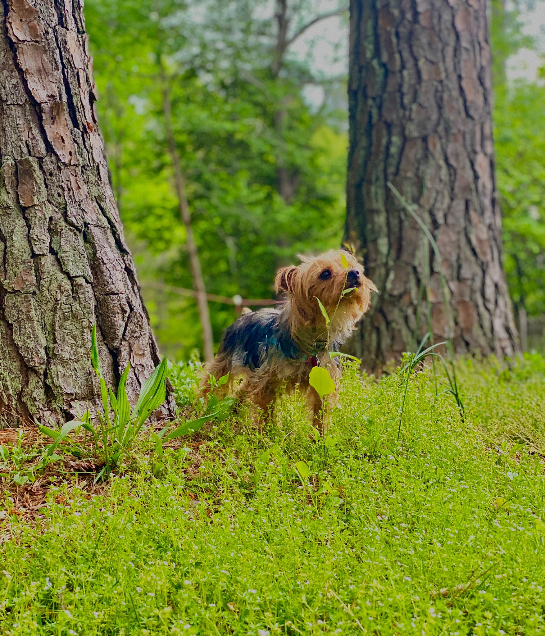 Samaria joined the competition — help win amazing prizes! canidae, carnivore, dog, dog_breed, fawn, forest, grass, mammal, plant, sporting_group, terrier, tree, vertebrate, wildflower