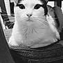 cat, black_and_white, chair, furniture, indoor, pet, whiskers, close_up, texture, calm, animal, domestic, seated, eyes, portrait, wood, floor, quiet, resting, feline