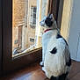 cat, black_and_white_cat, indoor, wooden_floor, window, red_collar, looking_out_window, building, stone_wall, natural_light, pet, domestic_cat, sitting, floor, window_frame, quiet, daylight, house, curiosity, feline