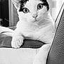 cat, black_and_white, pet, animal, whiskers, ears, paws, leather, chair, indoor, closeup, feline, curious, portrait, relaxed, fur, cute, home, resting, looking