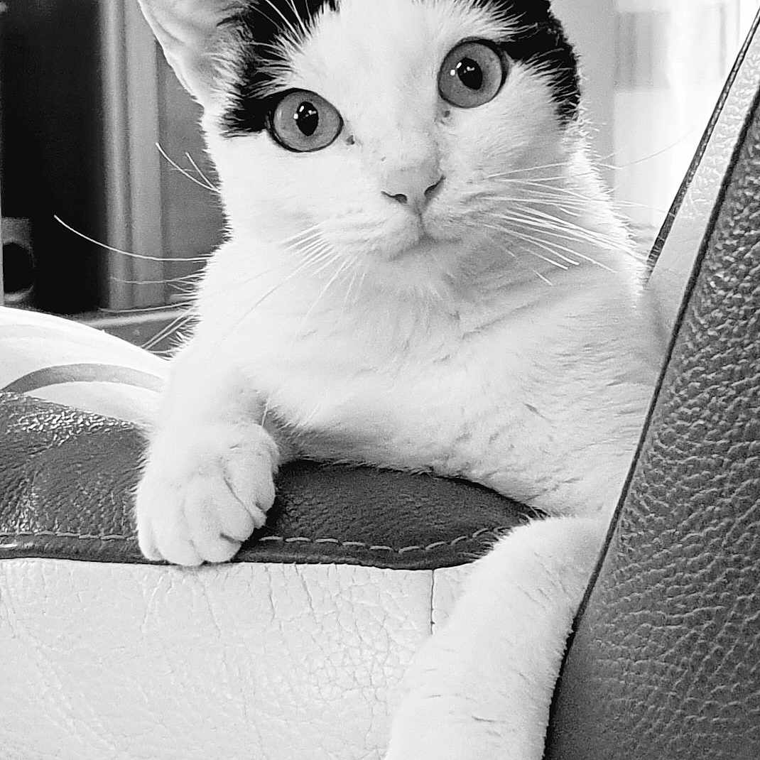 Kinoko participe au concours pour gagner de l'argent avec cette photo : animal, black_and_white, cat, chair, closeup, curious, cute, ears, feline, fur, home, indoor, leather, looking, paws, pet, portrait, relaxed, resting, whiskers