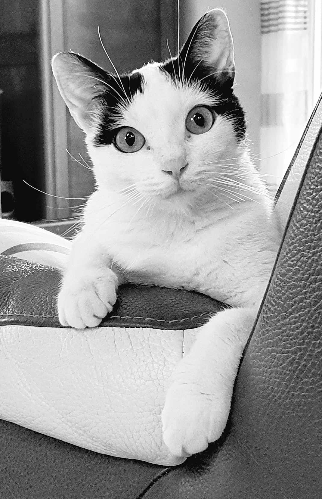 Kinoko participe au concours pour gagner de l'argent avec cette photo : cat, black_and_white, pet, animal, whiskers, ears, paws, leather, chair, indoor, closeup, feline, curious, portrait, relaxed, fur, cute, home, resting, looking