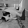 cat, black_and_white, floor, tile, playful, curious, animal, indoor, fabric, leopard_print, plastic_object, resting, pet, whiskers, ears, eyes, tail, background, curtain, furniture
