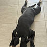 dog, black_and_white, lying_down, floor, tile, indoor, pet, animal, paws, legs, tail, short_hair, relaxed, sprawled, front_view, white_markings, black_coat, home, floor_tiles, funny_pose