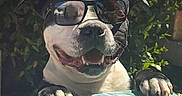 Rio a rejoint le concours — aidez-le/la à gagner de superbes lots ! dog, bulldog, sunglasses, outdoor, garden, portrait, pet, canine, black_and_white, happy, smiling, open_mouth, paws, claws, short_fur, animal, funny, sunlight, leaves, tablecloth