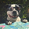 dog, bulldog, sunglasses, outdoor, garden, portrait, pet, canine, black_and_white, happy, smiling, open_mouth, paws, claws, short_fur, animal, funny, sunlight, leaves, tablecloth