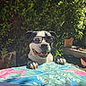 Rio participe au concours pour gagner de l'argent avec cette photo : dog, bulldog, sunglasses, outdoor, garden, backyard, table, tablecloth, patterned_fabric, greenery, plants, leaves, sunlight, portrait, pet, animal, smiling, funny, black_and_white, front_view