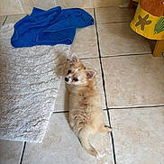 Baïra a rejoint le concours — aidez-le/la à gagner de superbes lots ! dog, small_dog, light_brown_fur, lying_down, looking_back, tile_floor, white_rug, blue_towel, bathroom, curtain, starfish_pattern, seashell_pattern, pet, indoor, animal, cute, fur, ears, tail, resting