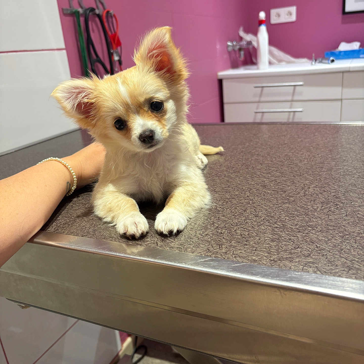 Baïra participe au concours pour gagner de l'argent avec cette photo : puppy, dog, small_dog, cute, animal, pet, table, metallic_surface, indoor, person_arm, bracelet, pink_wall, cabinet, scissors, veterinary_clinic, curious, cute_pet, young_dog, fur, ears