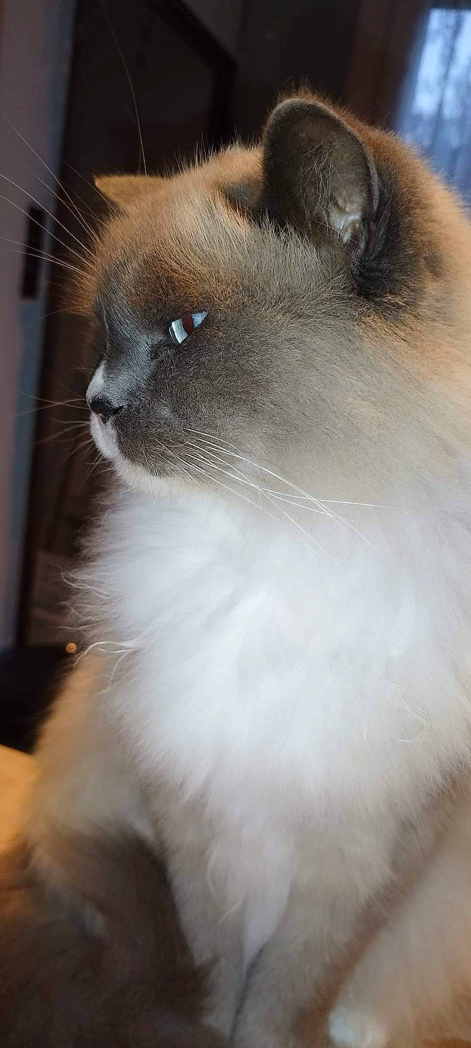 Nioky a rejoint le concours — aidez-le/la à gagner de superbes lots ! birman, carnivore, cat, door, fawn, felidae, fur, siamese, small_to_medium_sized_cats, snout, terrestrial_animal, thai, whiskers