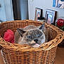 animal, basket, cat, cozy, cute, ears, face, feline, fur, home_decor, indoor, mammal, pet, photograph_frames, pink_blanket, relaxed, resting, rose, whiskers, wooden_table