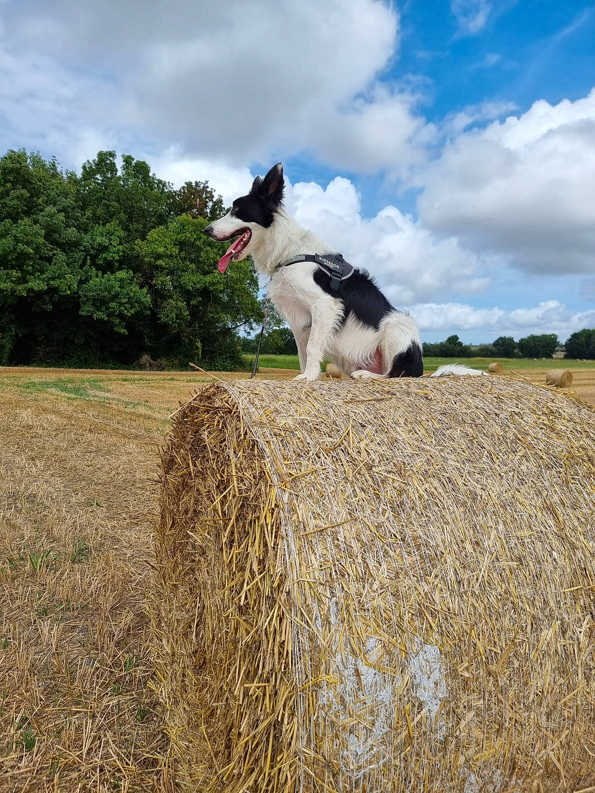 Sultan a rejoint le concours — aidez-le/la à gagner de superbes lots ! agriculture, carnivore, cloud, companion_dog, dog, dog_breed, event, field, grass, grass_family, grassland, happy, landscape, meadow, natural_landscape, plant, prairie, sky, tree, working_animal