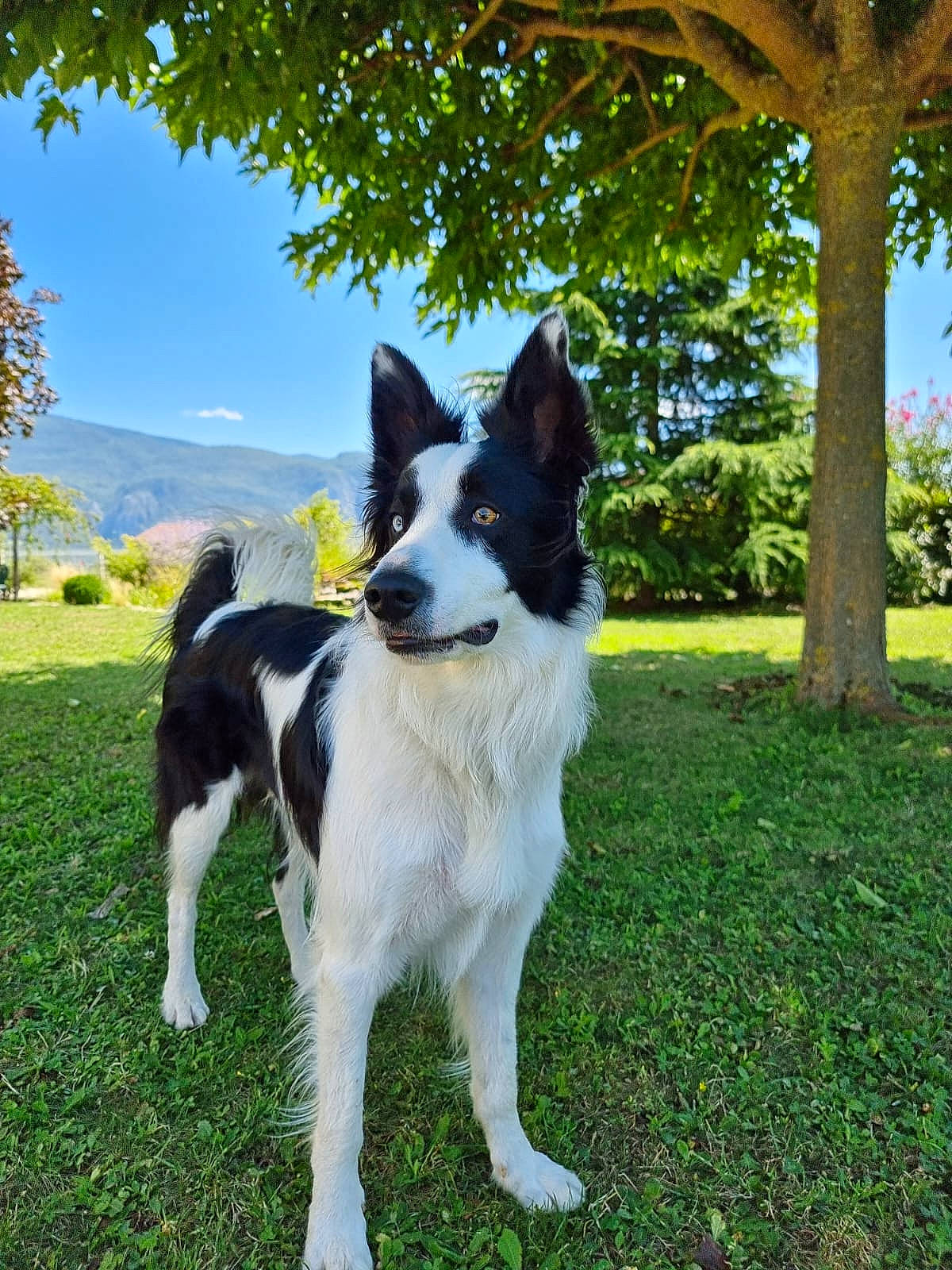 Sultan participe au concours pour gagner de l'argent avec cette photo : canidae, carnivore, cloud, collar, companion_dog, dog, dog_breed, grass, herding_dog, mcnab, non_sporting_group, plant, recreation, russo_european_laika, sky, sporting_group, tail, tree, working_animal, working_dog
