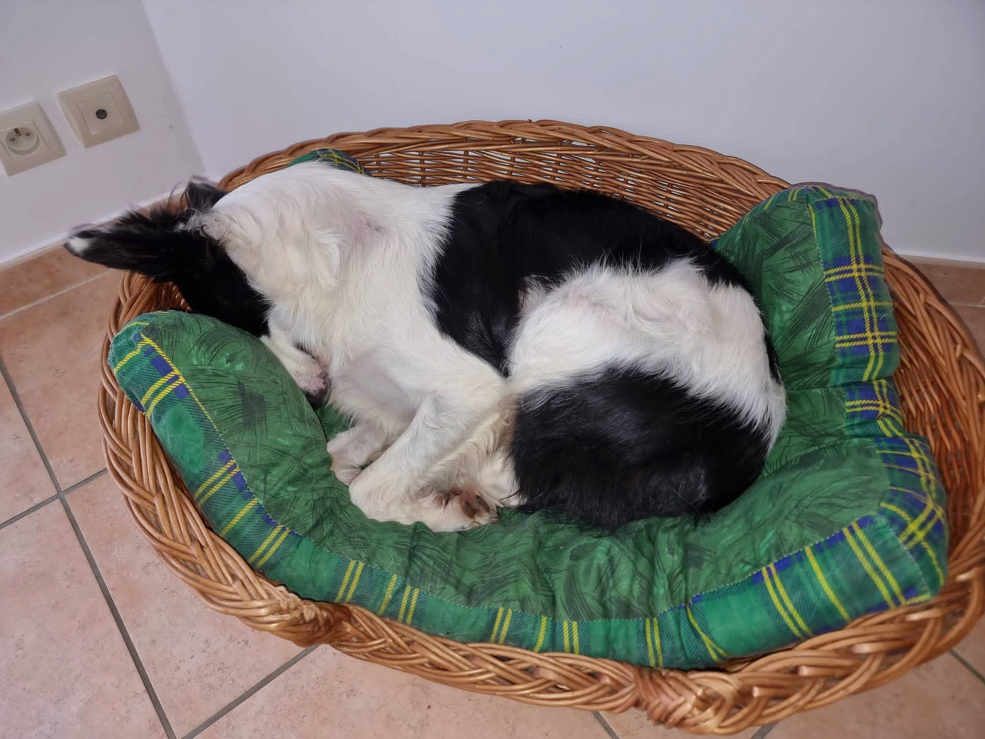 Sultan participe au concours pour gagner de l'argent avec cette photo : canidae, carnivore, cat_supply, comfort, companion_dog, dog, dog_bed, dog_breed, dog_supply, fur, light_switch, paper_towel, paper_towel_holder, pet_supply, power_plugs_and_sockets, sporting_group, tail, toilet_paper, wall_plate, wall_socket