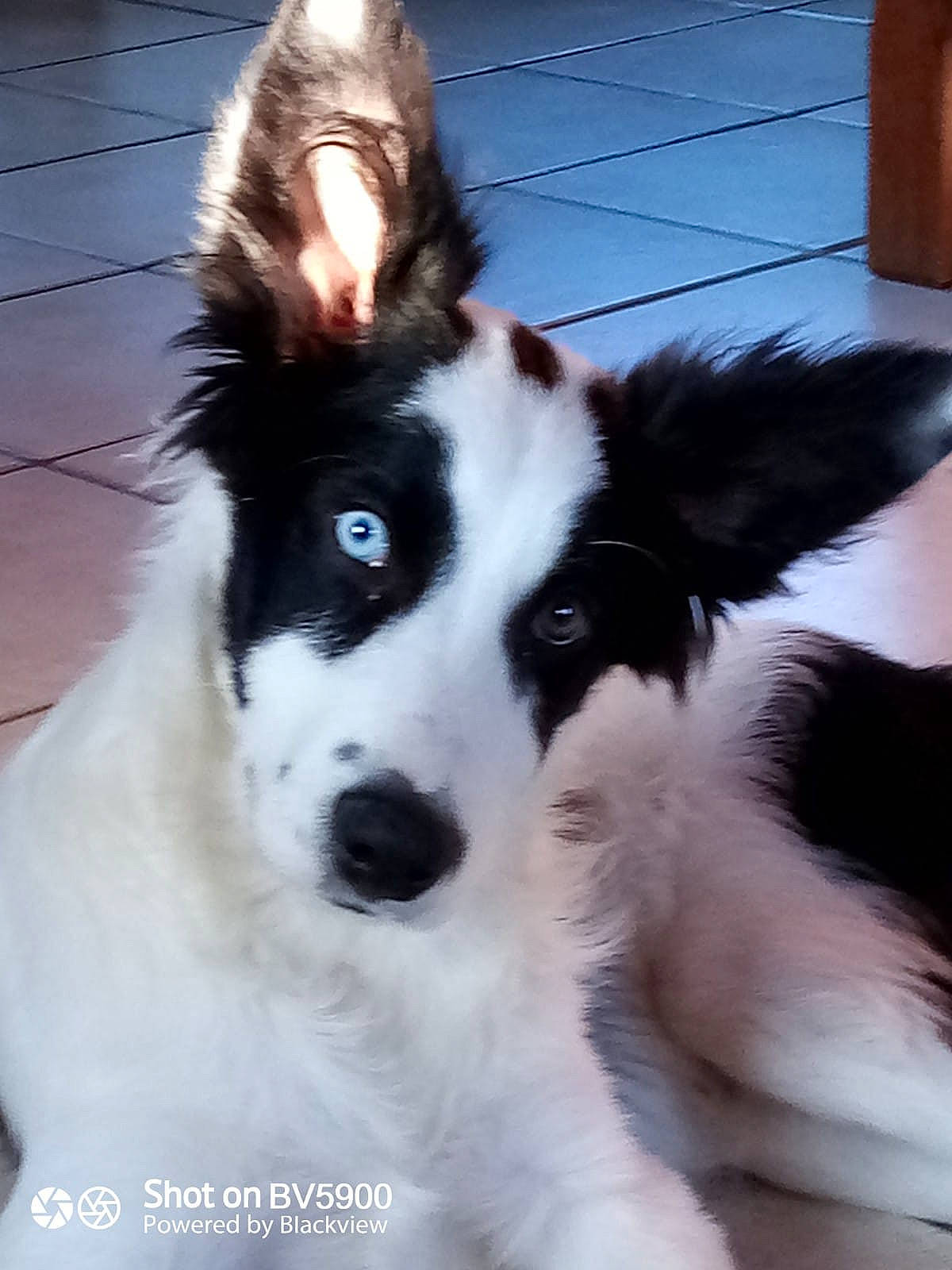 Sultan a rejoint le concours — aidez-le/la à gagner de superbes lots ! australian_collie, border_collie, canidae, carnivore, companion_dog, dog, dog_breed, fur, herding_dog, snout, sporting_group, whiskers, working_animal, working_dog