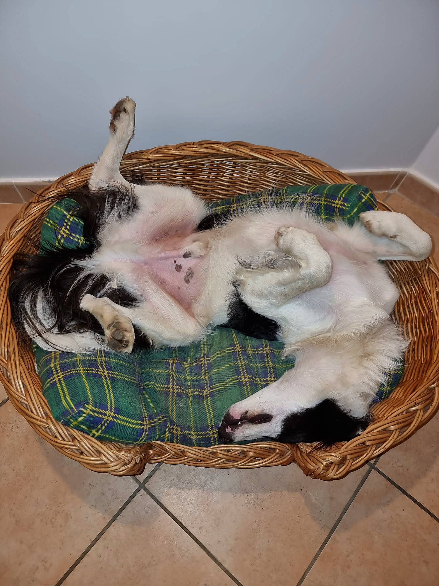 Sultan a rejoint le concours — aidez-le/la à gagner de superbes lots ! animal_shelter, canidae, carnivore, cat, cat_bed, cat_supply, comfort, companion_dog, dog_breed, domestic_short_haired_cat, fawn, felidae, fur, nap, paw, pet_supply, small_to_medium_sized_cats, sporting_group, tail, whiskers